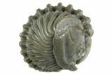 Wide Enrolled Flexicalymene Trilobite - Mt Orab, Ohio #380289-1